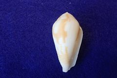 Conus tenuistriatus