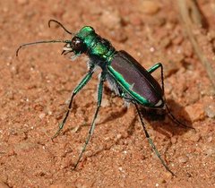 Cicindela splendida