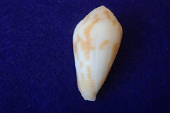 Conus tenuistriatus