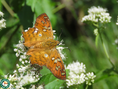 Myscelus amystis epigona