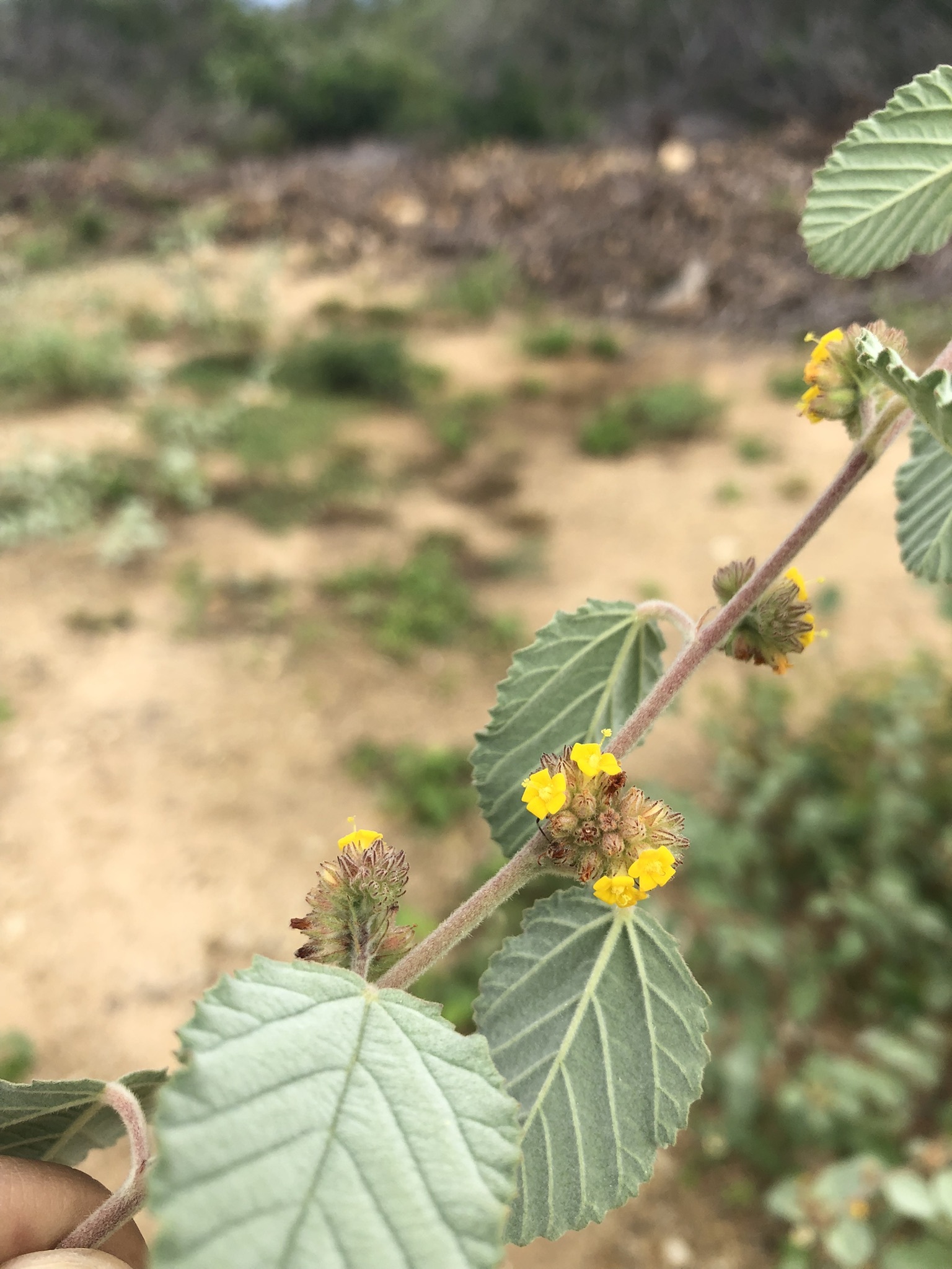 Waltheria rotundifolia
