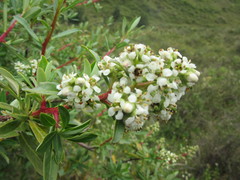 Escallonia resinosa