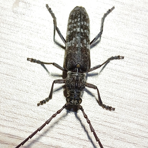 Rhytidodera griseofasciata