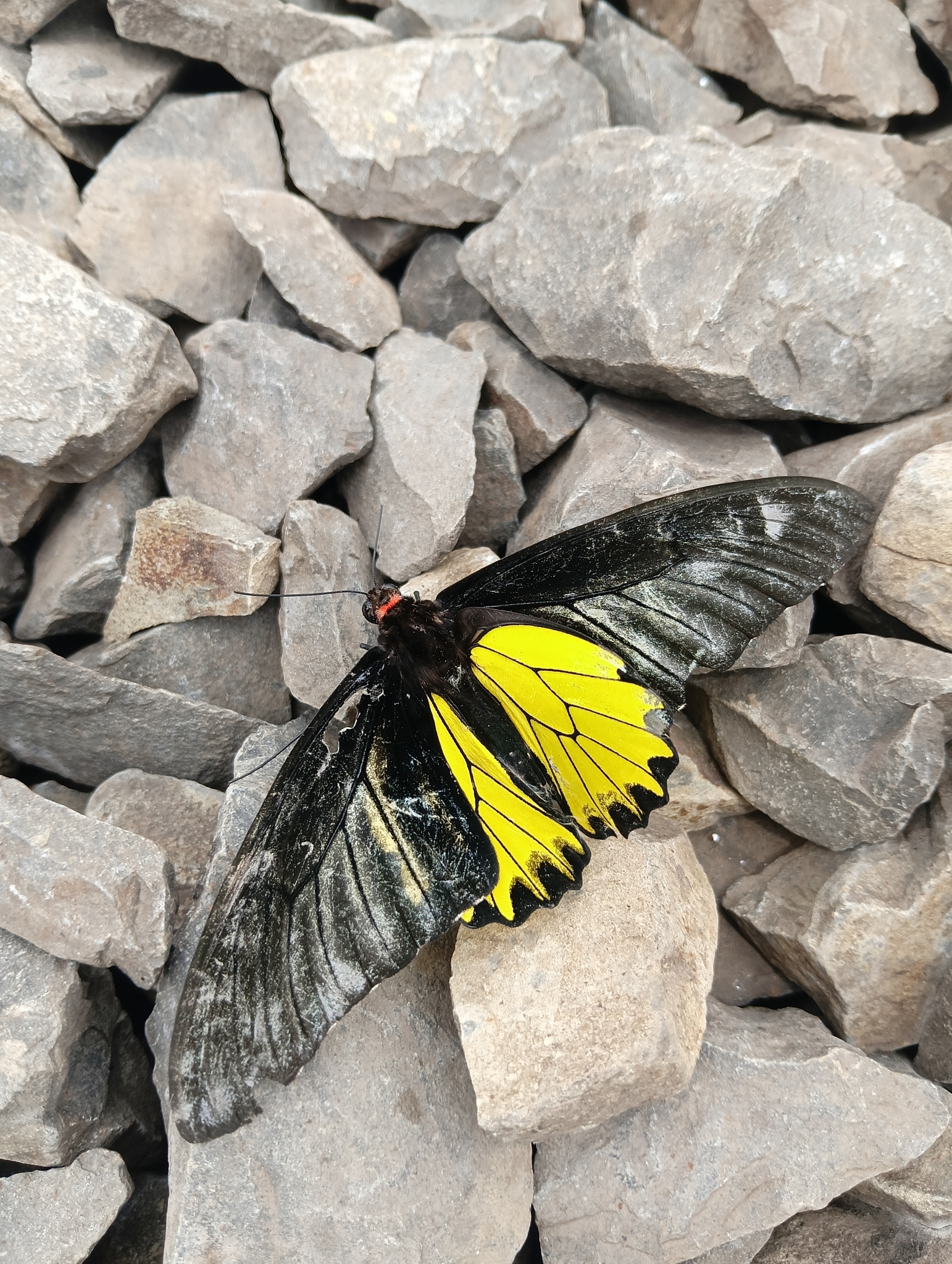 Golden Birdwing