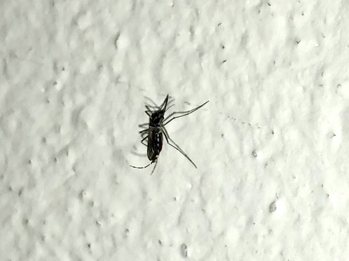 Azijski tigrasti komarac (Aedes albopictus)