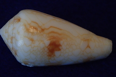 Conus canonicus