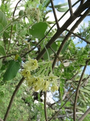 Funastrum pannosum