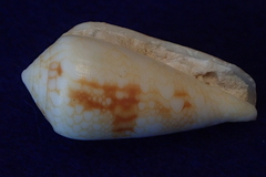 Conus canonicus