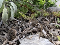Podarcis siculus campestris