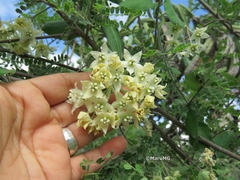 Funastrum pannosum