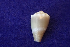 Conus lividus