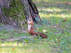 Sciurus vulgaris