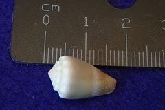 Conus lividus