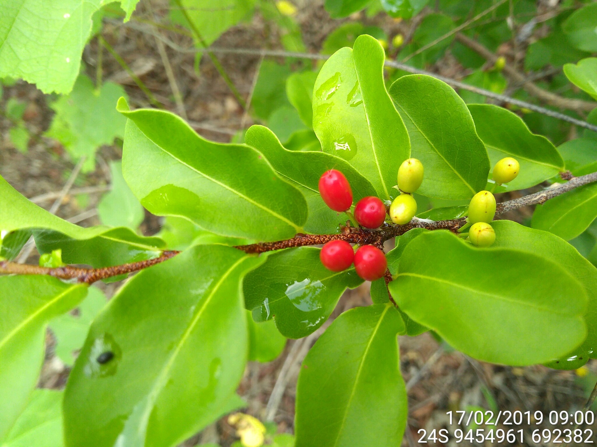 Erythroxylum pyan