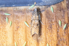 Euzophera semifuneralis