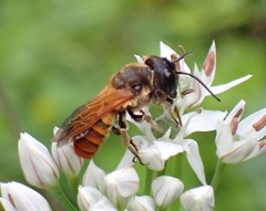 Megachile torrida