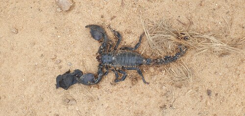 Emperor scorpion