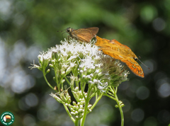 Myscelus amystis