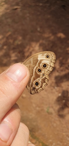 Stately Bush Brown