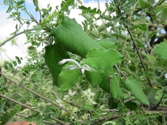 Funastrum pannosum