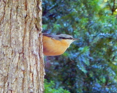 Sitta europaea