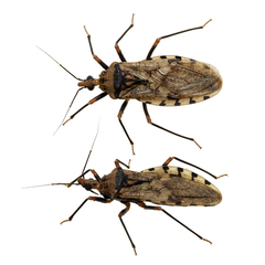 Panstrongylus geniculatus