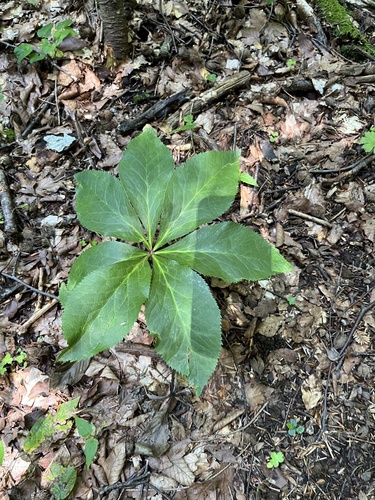 Helleborus orientalis