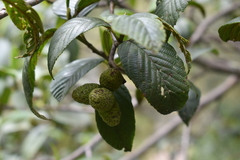 Alnus acuminata