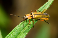 Chauliognathus hieroglyphicus