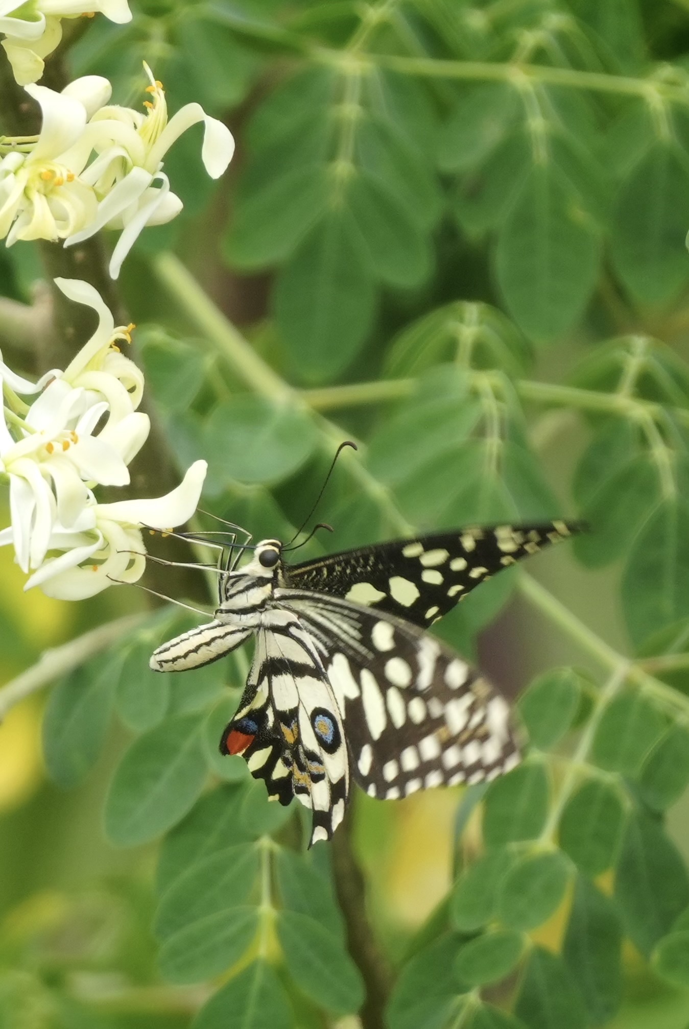 Lime Swallowtail