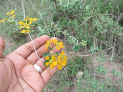 Callaeum macropterum