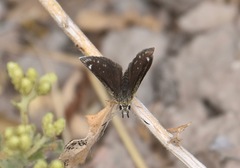 Hesperopsis libya