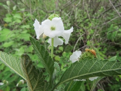 Varronia bullata