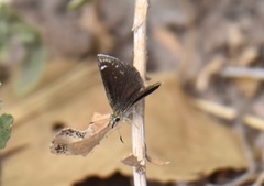 Hesperopsis libya