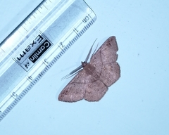 Petelia medardaria