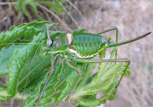 Balearic Saddle Bush-cricket