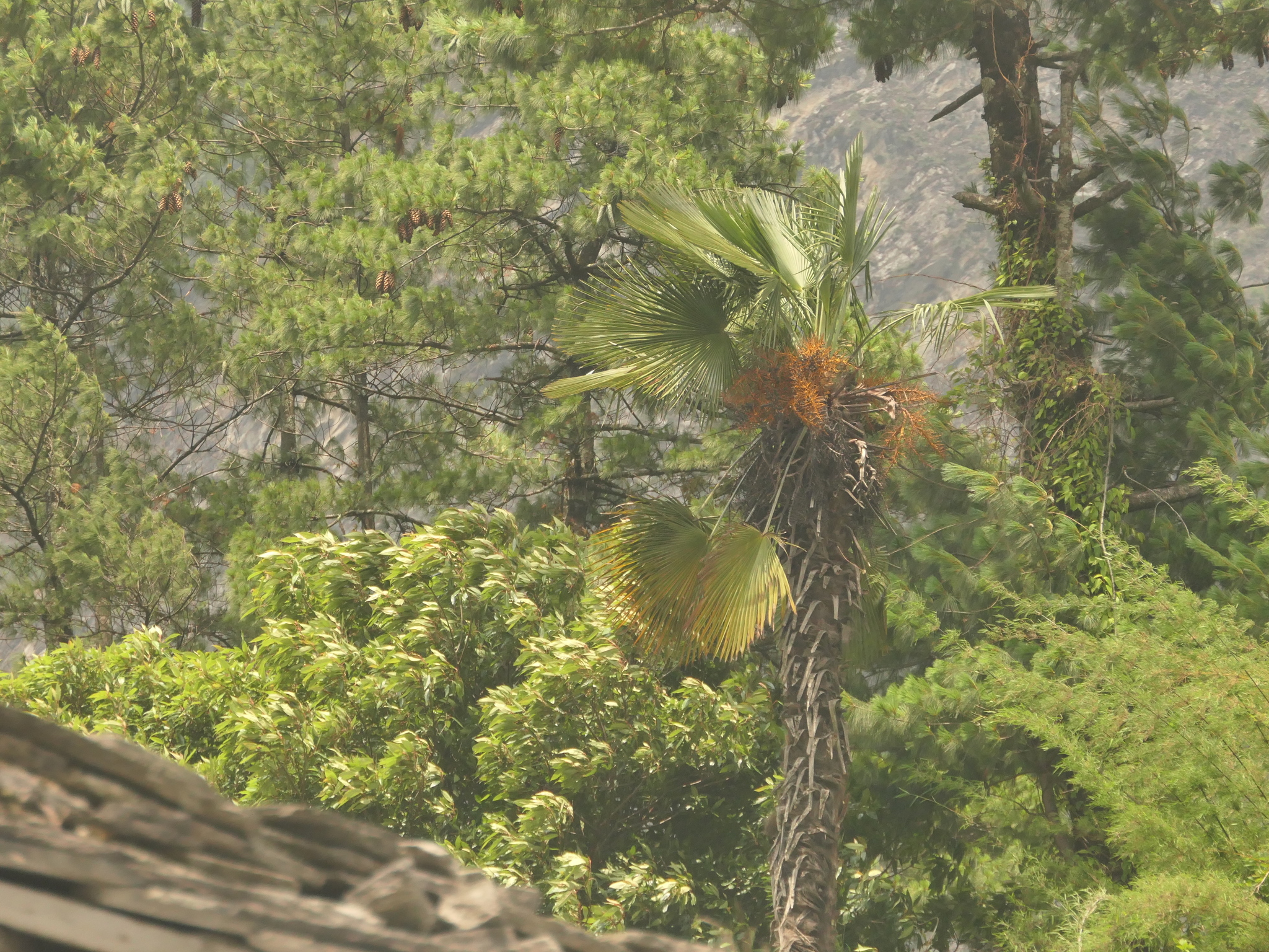 Khasia Hills Fan Palm (Trachycarpus martianus)
