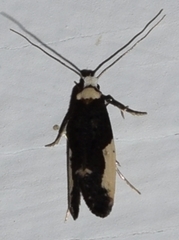 Monopis monachella