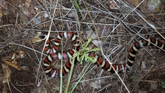 Lampropeltis pyromelana