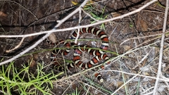 Lampropeltis pyromelana
