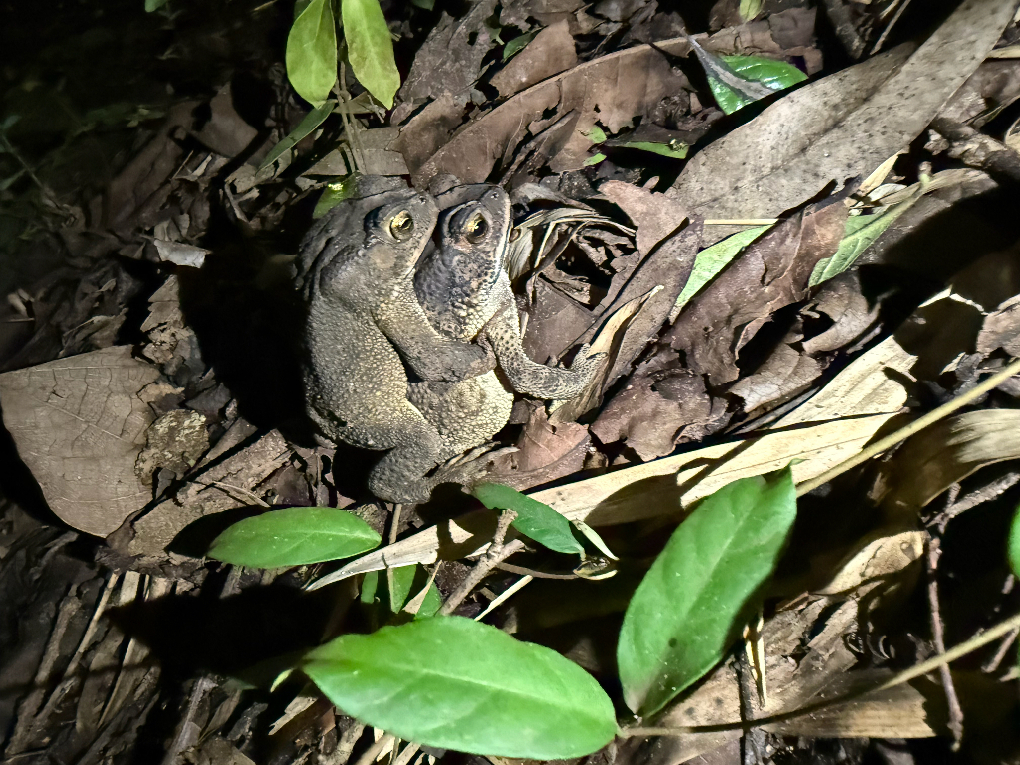 Indian Common True Toad