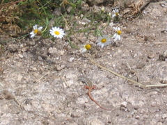 Acanthodactylus erythrurus