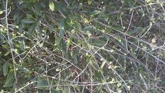 Forestiera