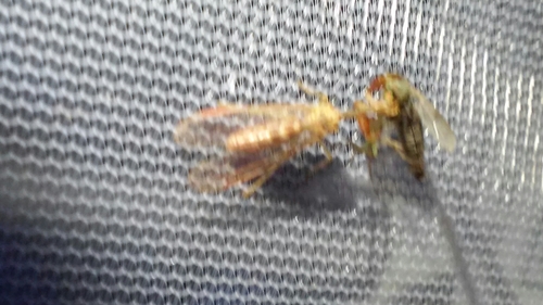 Mantispidae