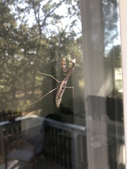 Stagmomantis carolina