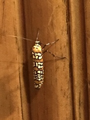 Atteva aurea