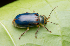 Exora obsoleta