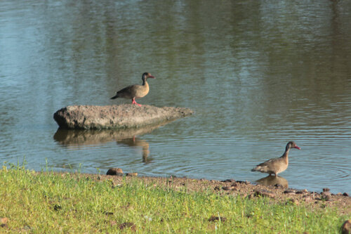 Brazilian Teal