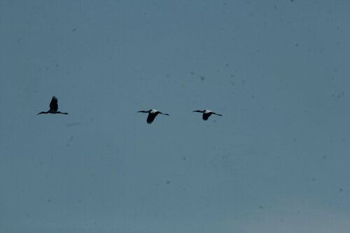 Wood Stork