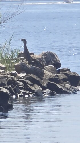 iNaturalist observation 2025-06-24